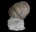 Platystrophia Brachiopod Fossils From Kentucky #6627-1